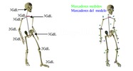 Ramsis model.