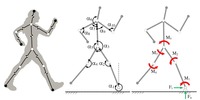 Two-dimensional biomechanical model of the human body in the sagittal plane