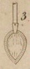 Pl.7 fig.3