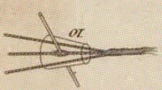 Pl. 23 fig. 10