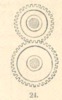 Fig.24