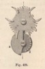 Fig. 423