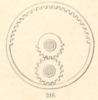Fig. 216
