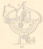 Fig. 355