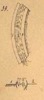 Coppie di elementi, tav. 2, fig. 39