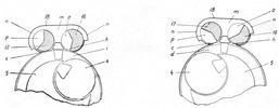 Cross Section through the Ditribution Mechanism