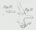 Fig. 11 - 12 
Table 17 patent and Hubert Léon