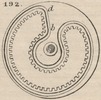 Brown - figure 192