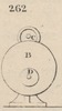 Brown - figure 262