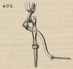 Brown - figure 492