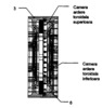 Double Toroidal Rotary Thermal Engine - Section through intake and exhaust engine blocks