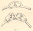 Fig.50-51